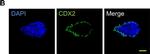 Rabbit IgG (H+L) Cross-Adsorbed Secondary Antibody in Immunocytochemistry (ICC/IF)