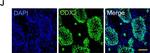 Rabbit IgG (H+L) Cross-Adsorbed Secondary Antibody in Immunocytochemistry (ICC/IF)