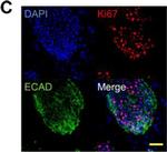 Mouse IgG (H+L) Secondary Antibody in Immunocytochemistry (ICC/IF)