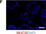 Mouse IgG (H+L) Cross-Adsorbed Secondary Antibody in Immunocytochemistry (ICC/IF)