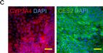 Rabbit IgG (H+L) Cross-Adsorbed Secondary Antibody in Immunocytochemistry (ICC/IF)