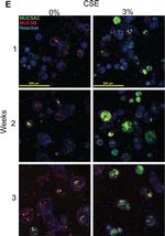 Mouse IgG (H+L) Cross-Adsorbed Secondary Antibody in Immunocytochemistry (ICC/IF)