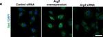 Rabbit IgG (H+L) Cross-Adsorbed Secondary Antibody in Immunocytochemistry (ICC/IF)