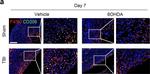 Rat IgG (H+L) Secondary Antibody in Immunohistochemistry (IHC)