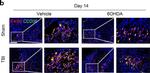 Rat IgG (H+L) Secondary Antibody in Immunohistochemistry (IHC)