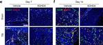 Rat IgG (H+L) Secondary Antibody in Immunohistochemistry (IHC)