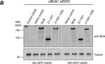 Mouse IgG (H+L) Highly Cross-Adsorbed Secondary Antibody in Western Blot (WB)