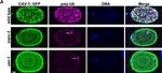 Mouse IgG (H+L) Highly Cross-Adsorbed Secondary Antibody in Immunohistochemistry (IHC)