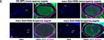 Mouse IgG (H+L) Highly Cross-Adsorbed Secondary Antibody in Immunohistochemistry (IHC)