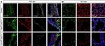 Rabbit IgG (H+L) Highly Cross-Adsorbed Secondary Antibody in Immunohistochemistry (Paraffin) (IHC (P))