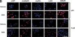 Mouse IgG (H+L) Cross-Adsorbed Secondary Antibody in Immunocytochemistry (ICC/IF)