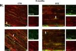 Chicken IgY (H+L) Secondary Antibody in Immunohistochemistry (IHC)