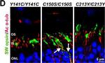 Mouse IgG (H+L) Highly Cross-Adsorbed Secondary Antibody in Immunohistochemistry (IHC)