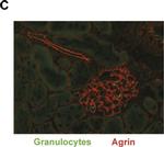 Rat IgG (H+L) Cross-Adsorbed Secondary Antibody in Immunocytochemistry (ICC/IF)