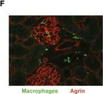 Rat IgG (H+L) Cross-Adsorbed Secondary Antibody in Immunocytochemistry (ICC/IF)