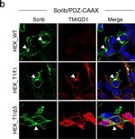 Rabbit IgG (H+L) Highly Cross-Adsorbed Secondary Antibody in Immunocytochemistry (ICC/IF)