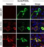 Rabbit IgG (H+L) Highly Cross-Adsorbed Secondary Antibody in Immunocytochemistry (ICC/IF)