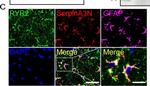 Goat IgG (H+L) Cross-Adsorbed Secondary Antibody in Immunohistochemistry (IHC)