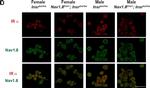 Rabbit IgG (H+L) Cross-Adsorbed Secondary Antibody in Immunohistochemistry (IHC)