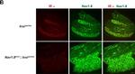 Rabbit IgG (H+L) Cross-Adsorbed Secondary Antibody in Immunohistochemistry (IHC)