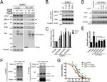 VCP Antibody in Western Blot (WB)