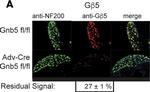 Chicken IgY (H+L) Cross-Adsorbed Secondary Antibody in Immunohistochemistry (IHC)