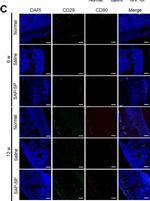 Mouse IgG (H+L) Cross-Adsorbed Secondary Antibody in Immunohistochemistry (IHC)