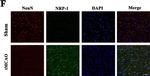 Mouse IgG (H+L) Highly Cross-Adsorbed Secondary Antibody in Immunohistochemistry (IHC)