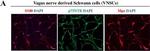 Rabbit IgG (H+L) Cross-Adsorbed Secondary Antibody in Immunocytochemistry (ICC/IF)