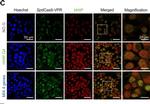 Rabbit IgG (H+L) Cross-Adsorbed Secondary Antibody in Immunocytochemistry (ICC/IF)