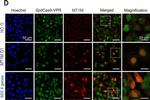 Rabbit IgG (H+L) Cross-Adsorbed Secondary Antibody in Immunocytochemistry (ICC/IF)