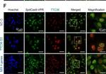 Rabbit IgG (H+L) Cross-Adsorbed Secondary Antibody in Immunocytochemistry (ICC/IF)