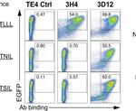 Mouse IgG (H+L) Highly Cross-Adsorbed Secondary Antibody in Flow Cytometry (Flow)