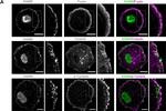 Rabbit IgG (H+L) Highly Cross-Adsorbed Secondary Antibody in Immunocytochemistry (ICC/IF)