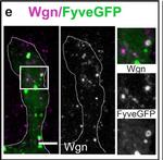 Goat IgG (H+L) Highly Cross-Adsorbed Secondary Antibody in Immunohistochemistry (IHC)