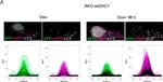 Mouse IgG (H+L) Highly Cross-Adsorbed Secondary Antibody in Immunocytochemistry (ICC/IF)