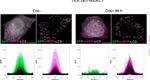 Mouse IgG (H+L) Highly Cross-Adsorbed Secondary Antibody in Immunocytochemistry (ICC/IF)