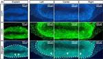 Rat IgG (H+L) Highly Cross-Adsorbed Secondary Antibody in Immunohistochemistry (IHC)