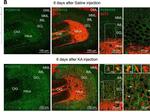 Guinea Pig IgG (H+L) Highly Cross-Adsorbed Secondary Antibody in Immunohistochemistry (IHC)