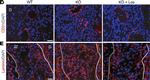 Rat IgG (H+L) Cross-Adsorbed Secondary Antibody in Immunohistochemistry (IHC)