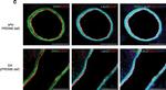 Mouse IgG (H+L) Cross-Adsorbed Secondary Antibody in Immunohistochemistry (IHC)