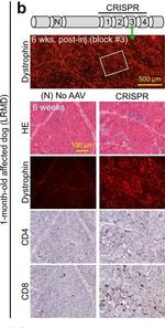 Mouse IgG (H+L) Cross-Adsorbed Secondary Antibody in Immunohistochemistry (IHC)