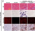 Mouse IgG (H+L) Cross-Adsorbed Secondary Antibody in Immunohistochemistry (IHC)