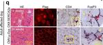 Mouse IgG (H+L) Cross-Adsorbed Secondary Antibody in Immunohistochemistry (IHC)