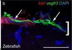 Chicken IgY (H+L) Secondary Antibody in Immunohistochemistry (IHC)