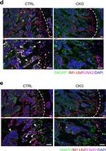 Rabbit IgG (H+L) Highly Cross-Adsorbed Secondary Antibody in Immunohistochemistry (IHC)