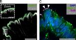 Goat IgG (H+L) Cross-Adsorbed Secondary Antibody in Immunohistochemistry (IHC)