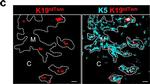 Rabbit IgG (H+L) Highly Cross-Adsorbed Secondary Antibody in Immunohistochemistry (IHC)