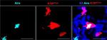 Rabbit IgG (H+L) Highly Cross-Adsorbed Secondary Antibody in Immunohistochemistry (IHC)