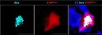 Rabbit IgG (H+L) Highly Cross-Adsorbed Secondary Antibody in Immunohistochemistry (IHC)